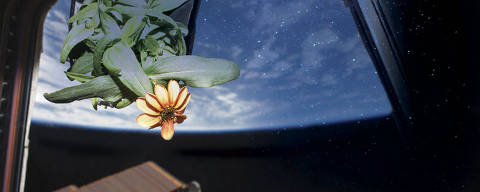 Flor do gênero Zinnia é cultivada na Estação Espacial Internacional