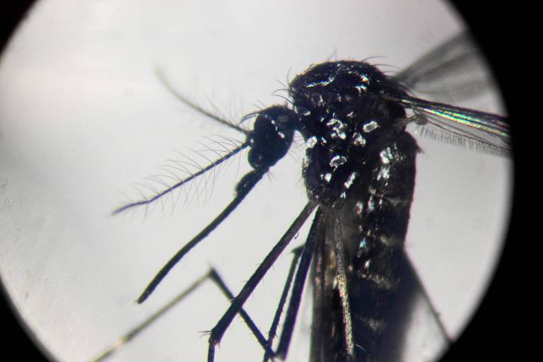 Incidência de dengue em SP é oito vezes maior do considerado para ser epidêmico