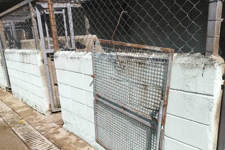 Complexo da Prefeitura de SP tem lotação de cães em canil e problemas estruturais