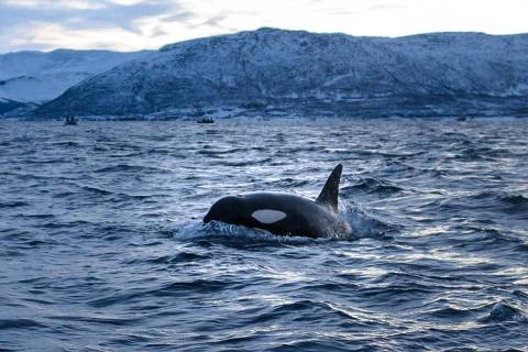(FILES) This file photo taken on January 13, 2019 shows an orca swimming in the waters of the Reisafjorden fjord region, near the Norwegian northern city of Tromso in the Arctic Circle. - With Arctic sea ice shrinking at record levels due to global warming, killer whales are expanding their hunting grounds further north and spending more time in polar waters, US scientists say. But the giant mammals, also known as orcas and which are at the top of the food chain, risk creating an 