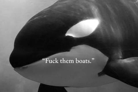 Hashtag - Orcas
