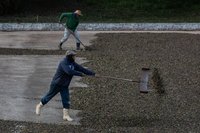 1) O Brasil tem dezenas de regiões produtoras de café, em estados de todas as regiões.