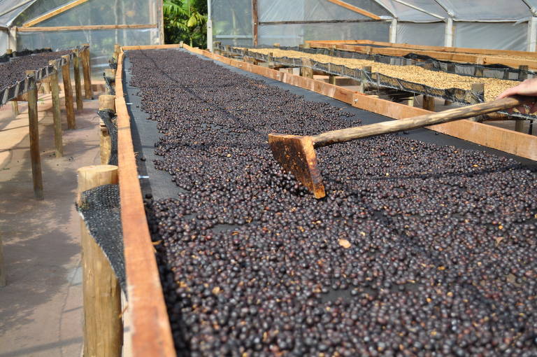 5) Historicamente, o Brasil era conhecido como produtor de café commodity, de baixa qualidade. Isso mudou muito. Atualmente, o país produz cafés de altíssima qualidade sensorial, e aos poucos ganha o reconhecimento internacional não apenas pela quantidade, mas também pela qualidade.