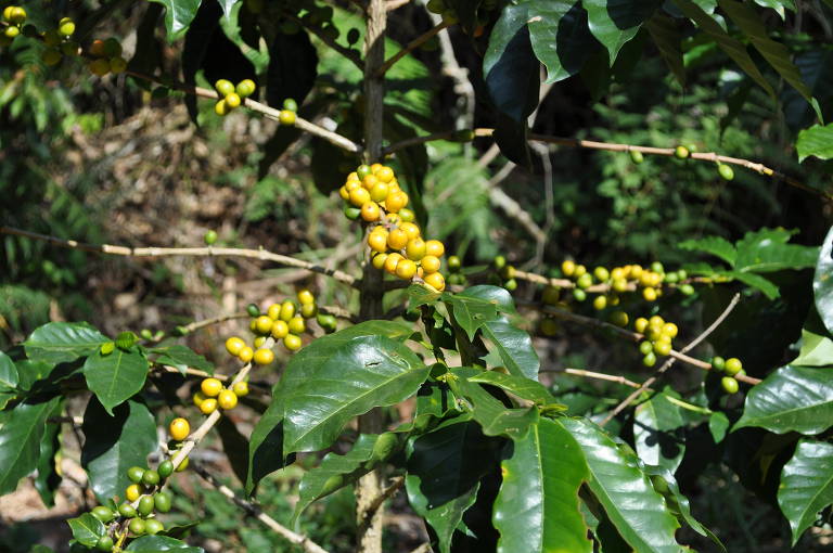 2) Cerca de 70% do café produzido no Brasil é da espécie arábica.