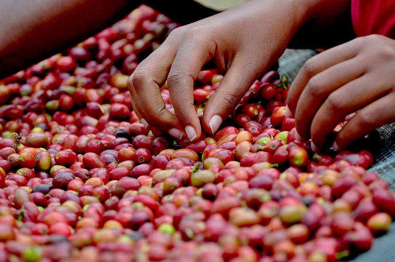 10 fatos sobre o café brasileiro que você talvez não saiba