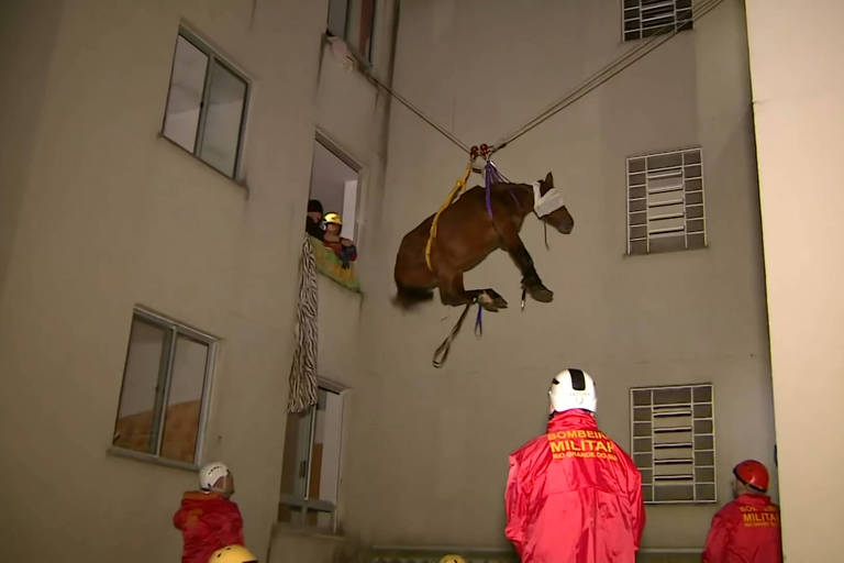 Égua é resgatada do terceiro andar de prédio em São Leopoldo (RS)
