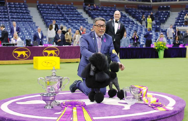 Poodle vence 148ª edição de tradicional concurso canino