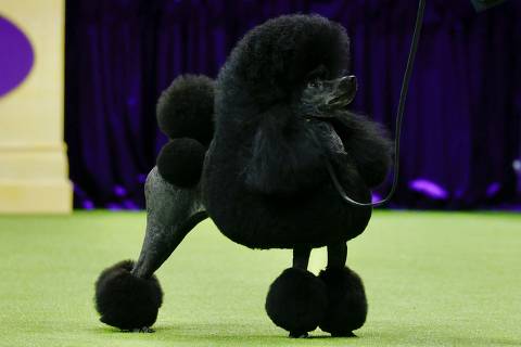 Sage, a Miniature Poodle from Houston, Texas, stands before winning the Best in Show group during the Annual Westminster Kennel Club Dog Show at Arthur Ashe Stadium in Queens, New York, on May 14, 2024. (Photo by Kena Betancur / AFP)