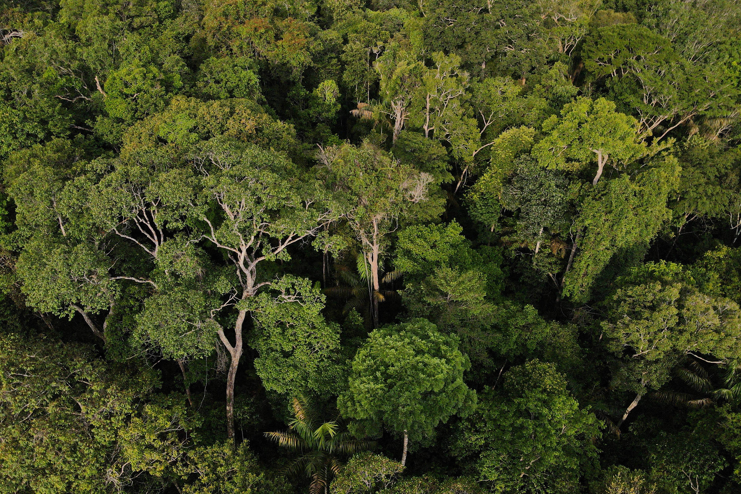 Folha estreia série de reportagens sobre mercado de carbono