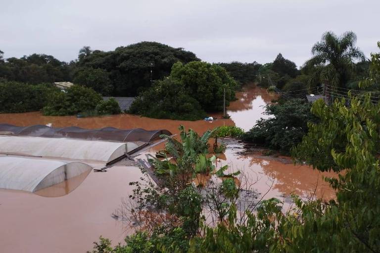 Lavoura de arroz do MST afetada pela chuva no Rio Grande do Sul