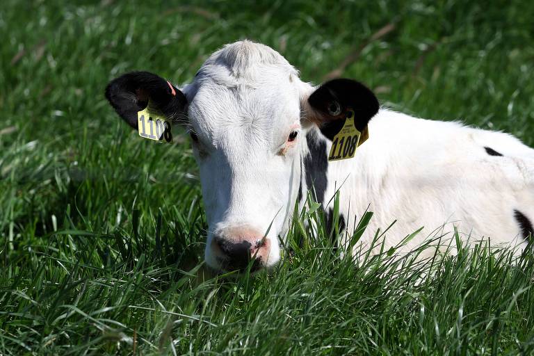 Vaca branca e preta em um pasto com mato alto