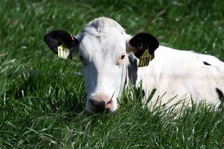 Virulent Strain Of Bird Flu Spreads Among Cattle Herds In The U.S.