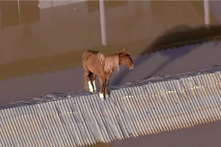 Cavalo Caramelo fica ilhado sobre um telhado em Canoas