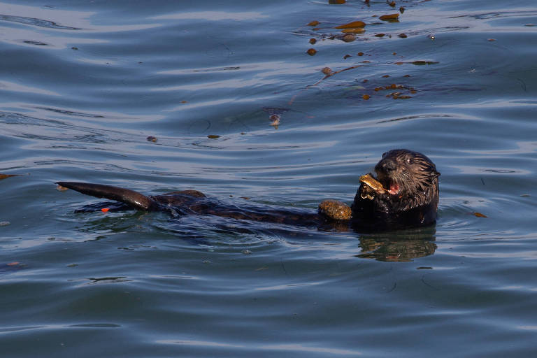 Uma lontra-marinha usa uma pedra para quebrar conchas