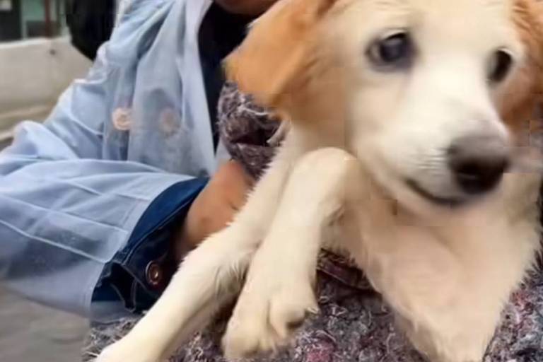 Cachorro flagrado em vídeo 'nadando' fora da água após resgate