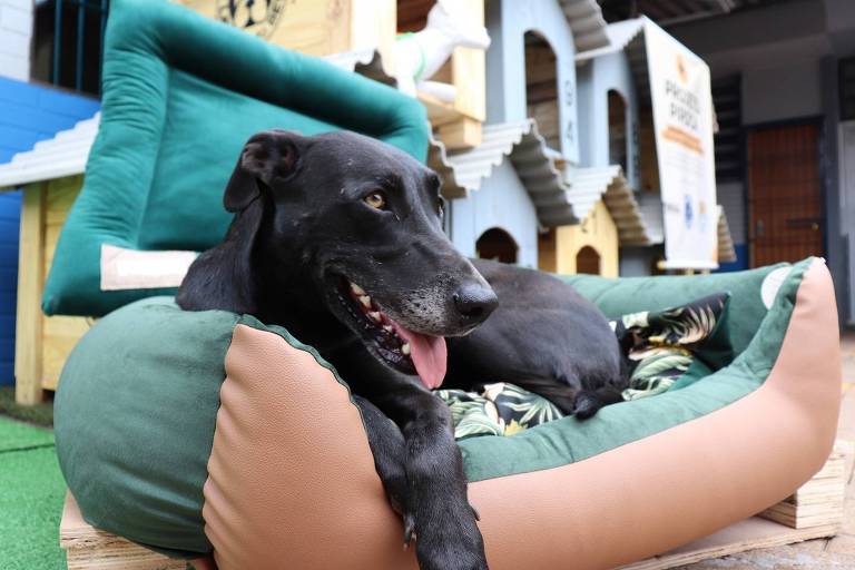 Cão de cor preta está deitado sobre uma cama para pets, estofada, de cor esverdeada. Ao fundo há casinhas para cães 
