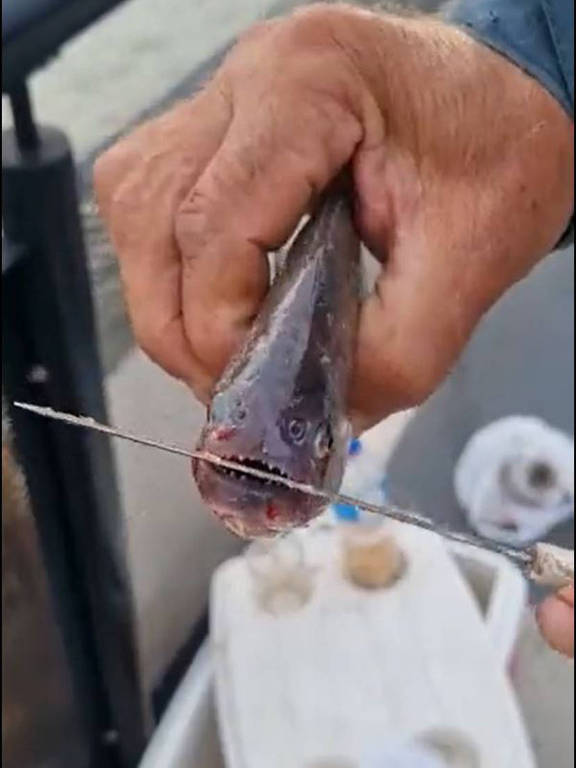 Pescador mostra uma piranha, que foi pescada no lago Guaíba, em Porto Alegre, mordendo uma faca