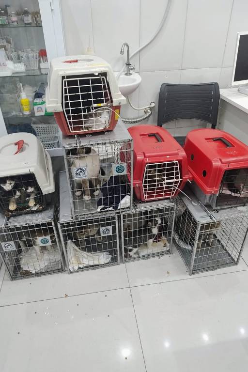 ONGs de São Paulo acolhem gatos resgatados das enchetes do Rio Grande do Sul