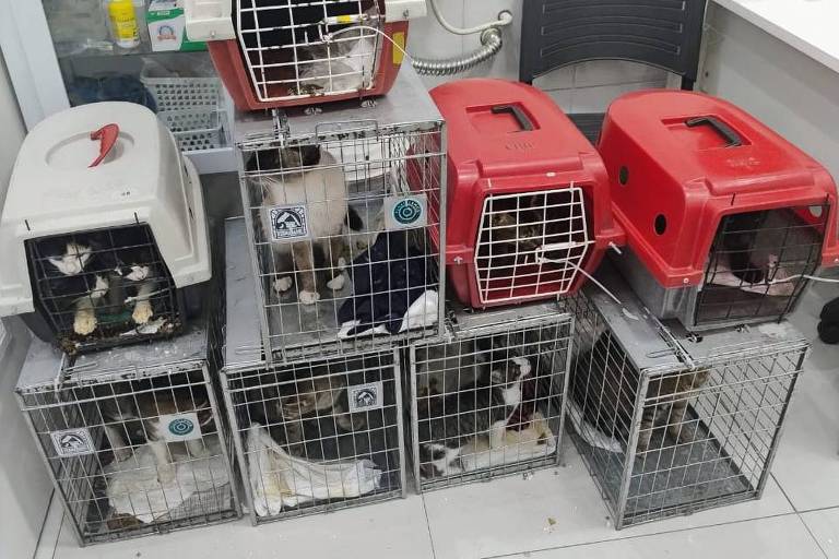 Em 2ª viagem, protetor traz 17 gatos e 11 cães resgatados do RS para SP