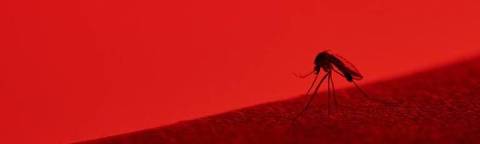 O Aedes pode estar transmitindo também o mayaro? Cientistas brasileiros estão atrás desta resposta