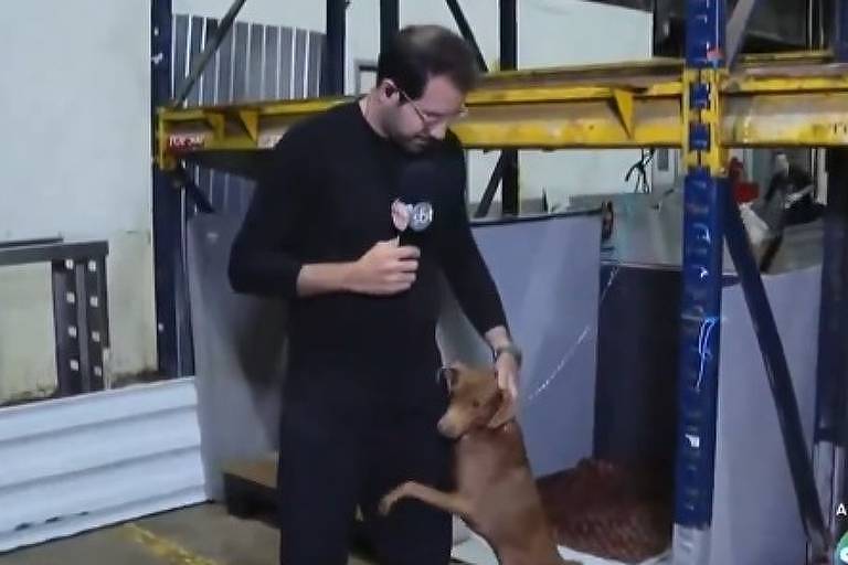 Cãozinho agarra perna de repórter no SBT