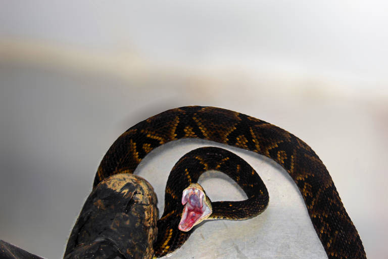 Uma cobra exibe suas presas e língua em um sinal de defesa, ao ser pisada com uma bota preta