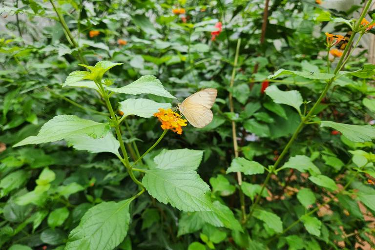 borboleta pousa em arbusto