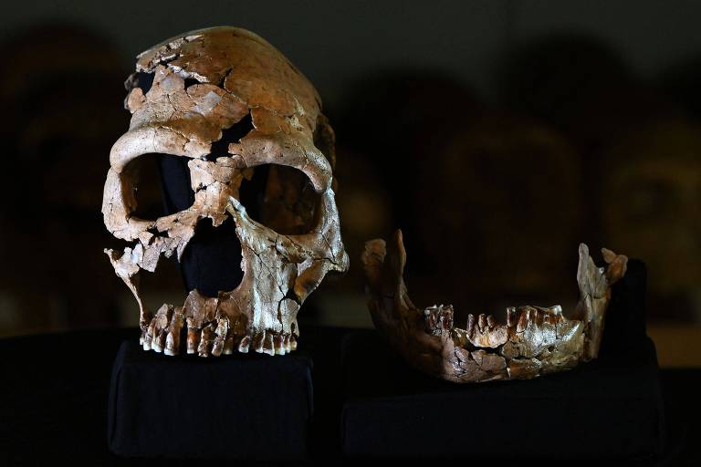 A imagem mostra um crânio humano fossilizado e uma mandíbula separados, ambos exibidos em um suporte preto. O crânio está danificado, com várias partes faltando, especialmente na área superior e ao redor dos olhos. A mandíbula também está incompleta, com alguns dentes ainda presentes. O fundo da imagem é escuro, destacando os fósseis.
