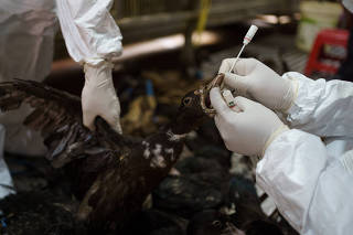 Members of the National Animal Health and Production Research Institute take a swab from a duck during surveillance of the poultry section of the Orussey market, in Phnom Penh, Cambodia, May 7, 2024. (Thomas Cristofoletti/The New York Times)