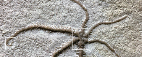 A fossil from Germany of a brittle star in the middle of regenerating three of its six legs more than 150 million years ago