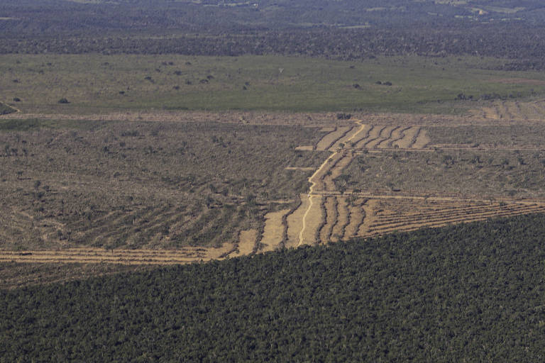 Área desmatada em região do Piauí; estado foi líder de desmatamento na mata atlântica em 2023