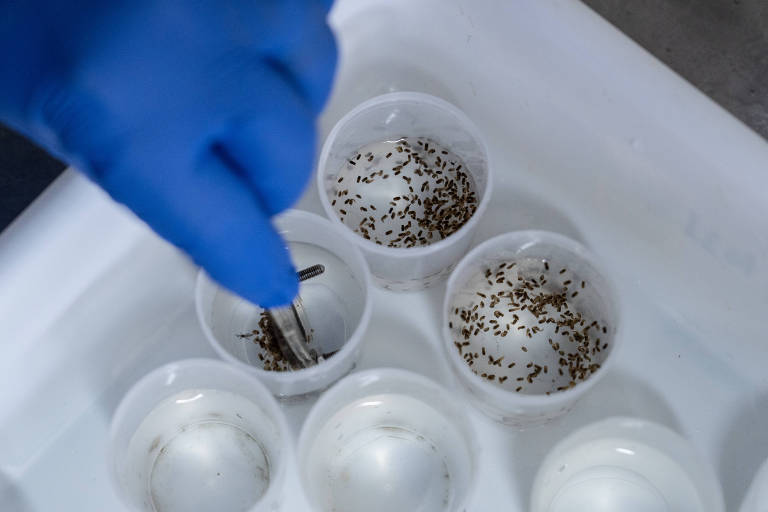 Um membro da equipe coloca larvas de mosquito Aedes aegypti infectadas com Wolbachia em recipientes na fábrica de biotecnologia da Fundação Oswaldo Cruz, no Rio de Janeiro, Brasil, em 14 de maio de 2024. 