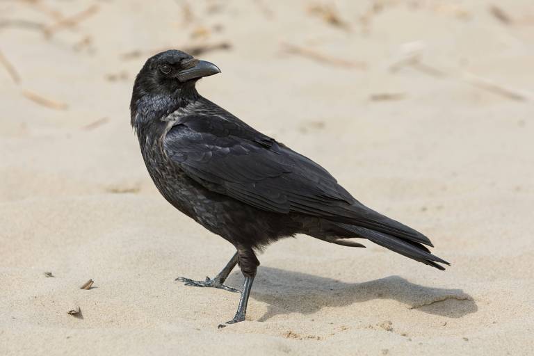 Corvo de plumagem preta e brilhante está de pé sobre a areia clara, com a cabeça ligeiramente inclinada, como se estivesse atento ao ambiente ao seu redor
