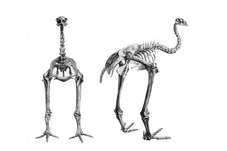 A imagem mostra dois esqueletos de aves em fundo branco, um de frente e outro de perfil, destacando a estrutura óssea e a postura característica dos animais
