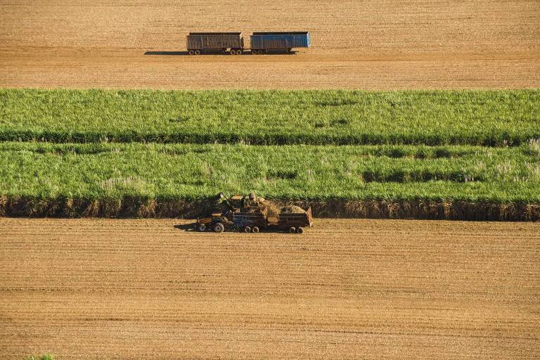 Safra de cana será menor, mas produção de açúcar subirá, aponta consultoria
