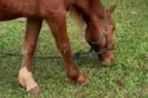 Cavalo Caramelo se recupera bem no Hospital Veterinário da Ulbra 