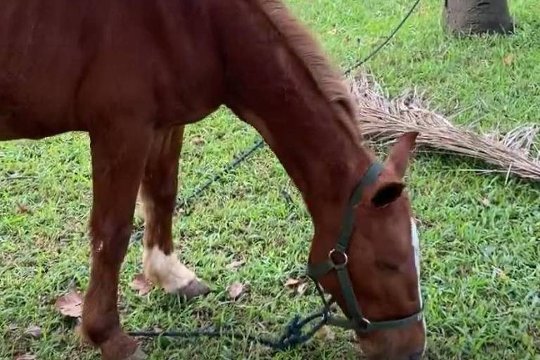 Cavalo Caramelo se recupera e ganha novo corte de cabelo