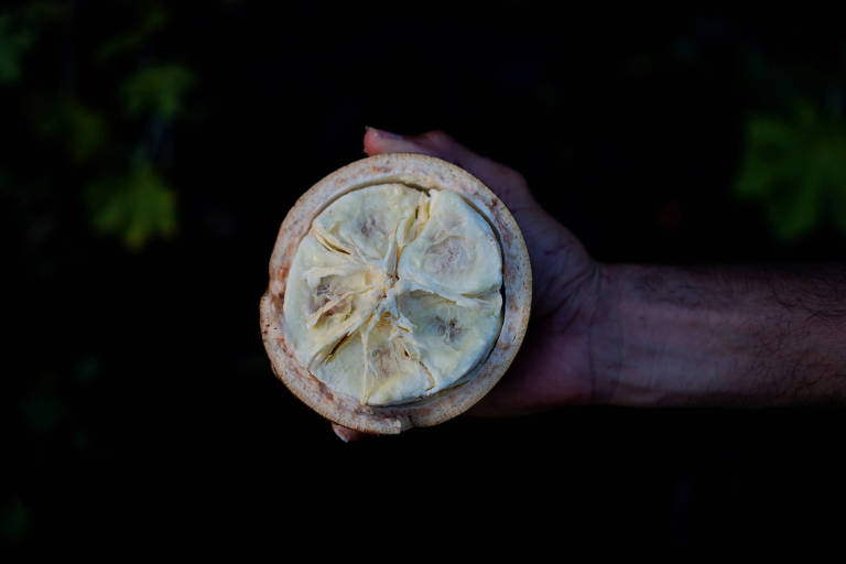 Uma mão segura uma metade de uma fruta cortada contra um fundo escurecido, destacando as texturas e detalhes da polpa interna.