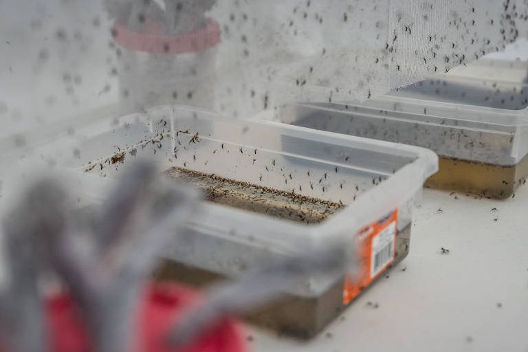 Mosquitos do Aedes aaegypt no laboratório da Fiocruz, no Rio de Janeiro