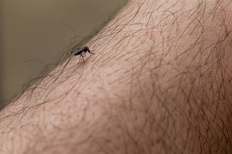 Mosquito da dengue Aedes aegypti na pele de uma pessoa. 
