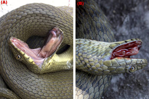 In an undated two-image combo provided by Vuka?in Bjelica and Ana Golubovi?, Biology Letters 2024, two different dice snakes exhibiting death feigning behaviors. When these snakes play dead, soiling themselves is part of the act; dice snakes found on an island in southeastern Europe fully commit themselves to the role of ex-reptile. (Vuka?in Bjelica and Ana Golubovi?, Biology Letters 2024 via The New York Times) -- NO SALES; FOR EDITORIAL USE ONLY WITH NYT STORY SLUGGED SNAKES THEATRICS BY ASHER ELBEIN FOR MAY 7, 2024. ALL OTHER USE PROHIBITED. -- ORG XMIT: XNYT0483 DIREITOS RESERVADOS. NÃO PUBLICAR SEM AUTORIZAÇÃO DO DETENTOR DOS DIREITOS AUTORAIS E DE IMAGEM
