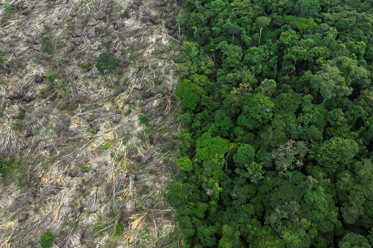 Imagem mostra uma divisão entre uma área de floresta densa e uma área desmatada.