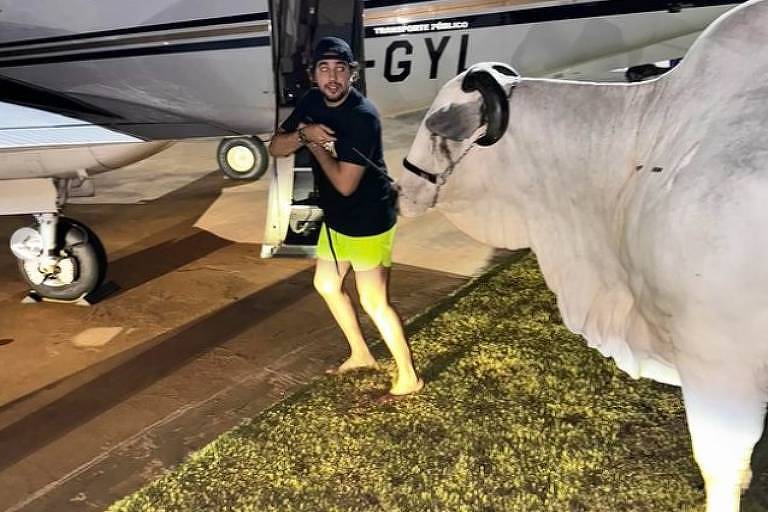 Em foto colorida, homem puxa uma vaca para perto de um avião