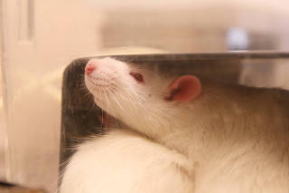 Rat rests in a cage in a laboratory that belongs to the department of Integrative Neurophysiology at Lund University