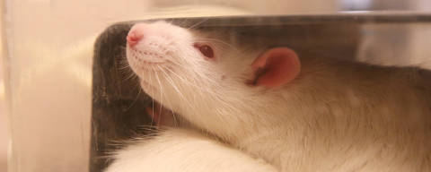 A rat rests in a cage in a laboratory that belongs to the department of Integrative Neurophysiology at Lund University, Sweden, October 16, 2023. REUTERS/Tom Little ORG XMIT: PPP-TOM10