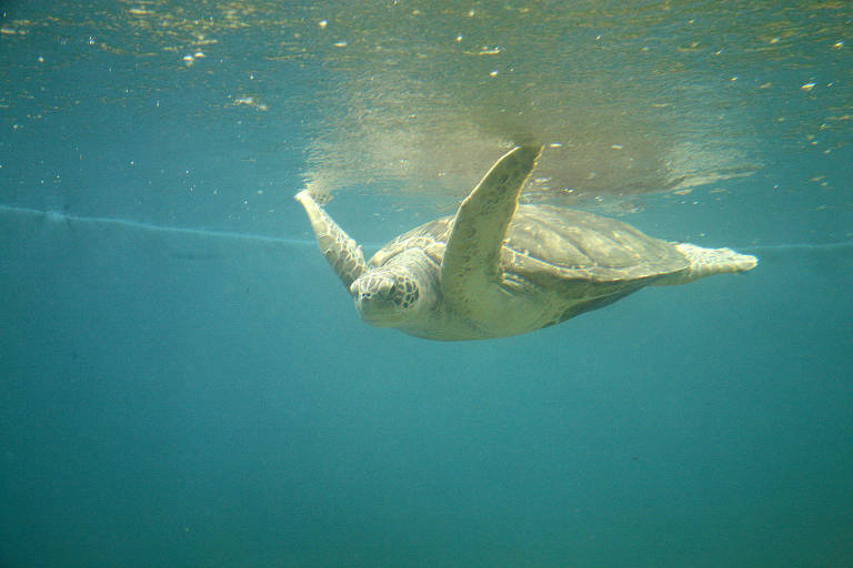 Uma tartaruga marinha flutua sob a superfície da água, com a luz do sol filtrando-se através do azul cristalino