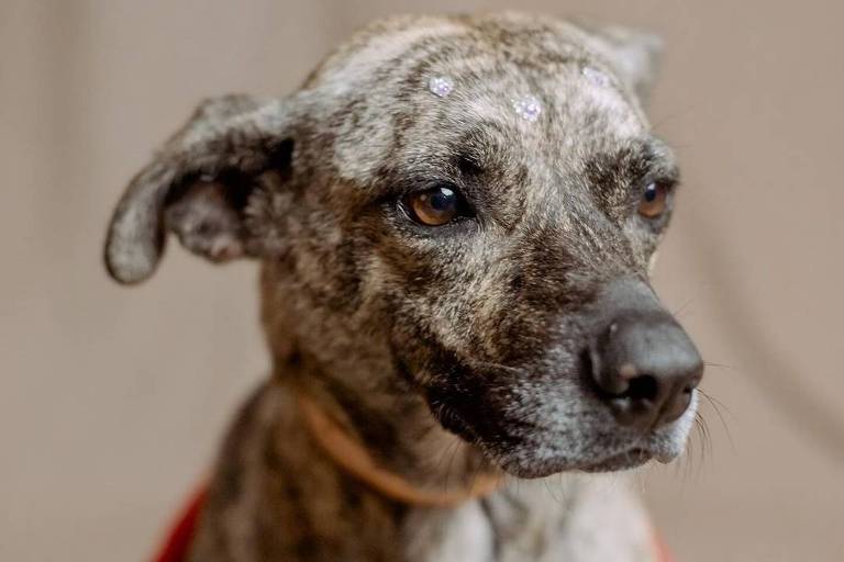 Bom Pra Cachorro - Animais resgatados no RS fazem ensaio fotográfico 