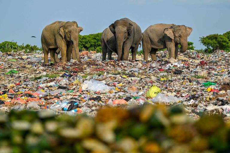 SRI LANKA - Elefantes selvagens se alimentam de resíduos em um lixão do país, cujo ministro do Meio Ambiente quer banir plásticos de uso único
