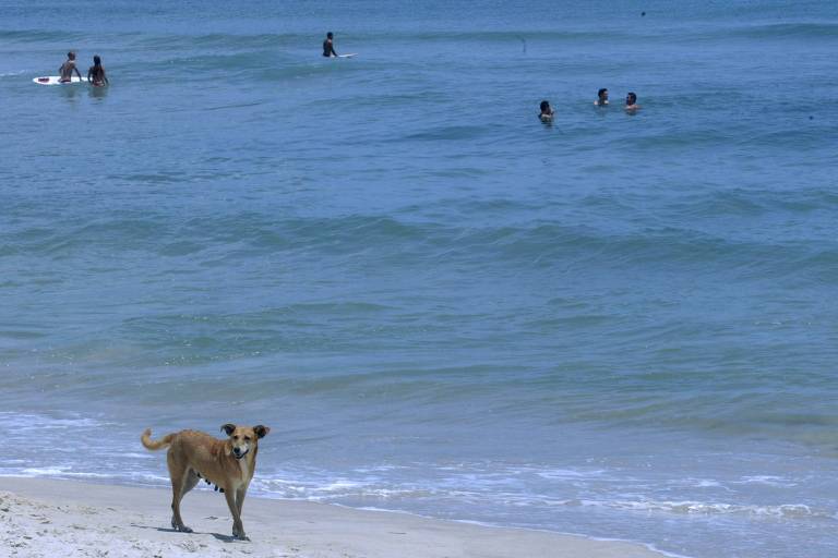 Vídeo: 'Cachorros surfistas' incentivam adoção na Espanha