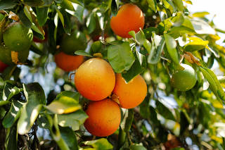 FILE PHOTO: Oranges grow in the grove of fruit farmers Vince and Vicki Bernard as they fight to save their farm due to the effects of the coronavirus disease (COVID-19) outbreak on their market in Riverside